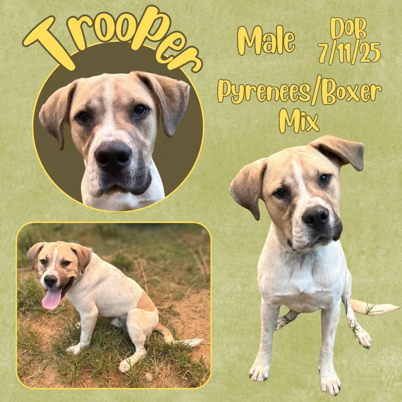 A young large-sized male Great Pyrenees dog named Trooper for adoption in Caldwell, TX