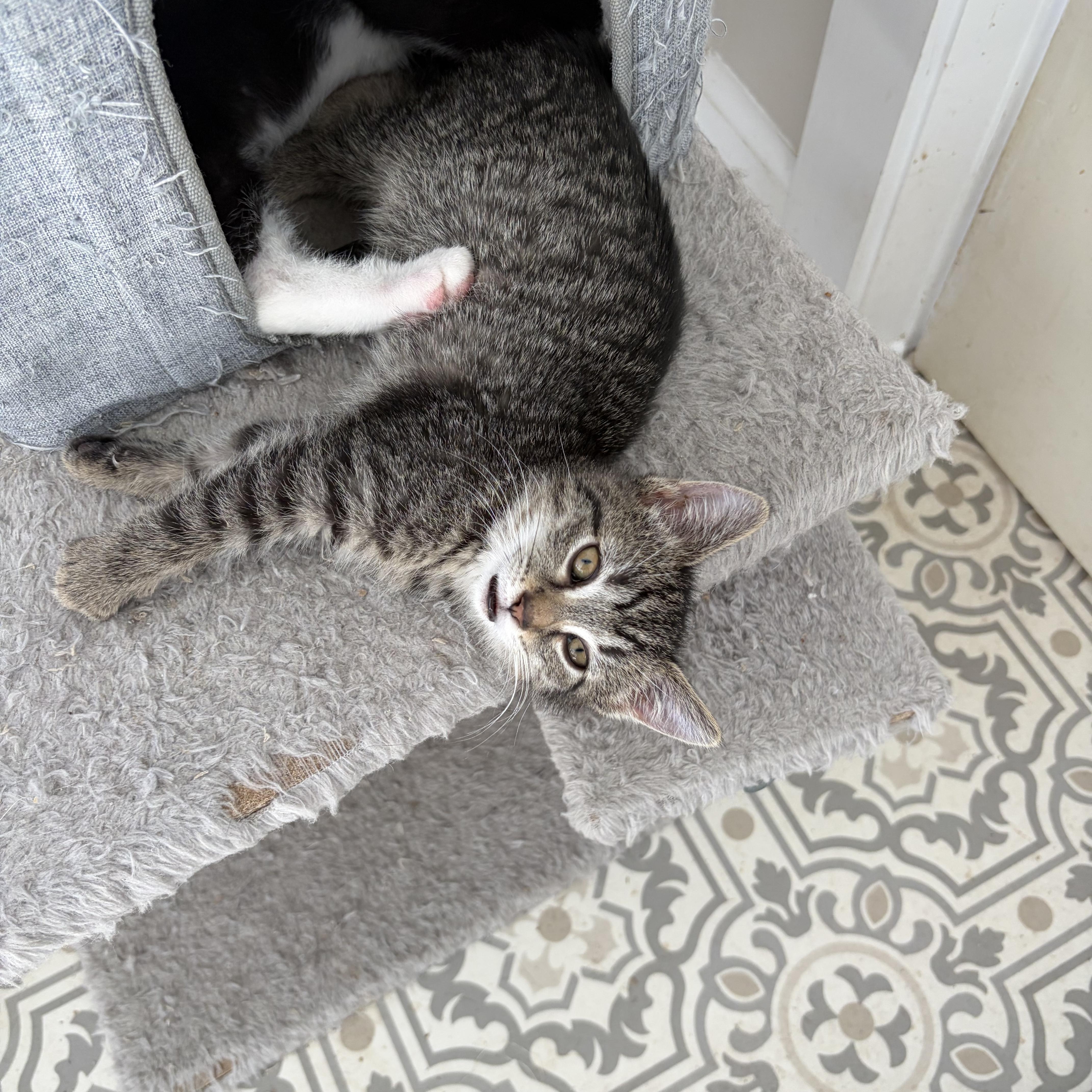 A baby medium-sized female Domestic Short Hair cat named Melanie for adoption in East Amherst, NY