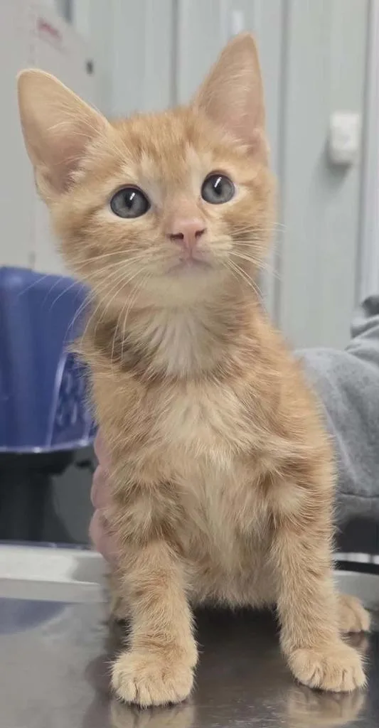 A baby small-sized male Domestic Short Hair cat named Antonio for adoption in Hillsdale, IN