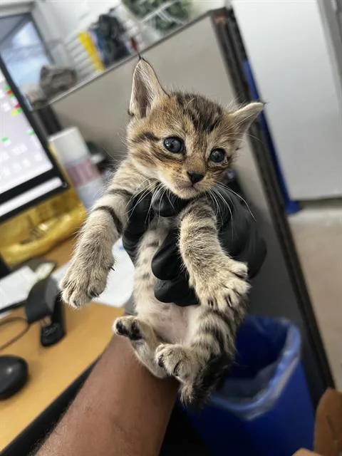 A baby medium-sized female Domestic Medium Hair cat named Maple for adoption in Dallas, TX