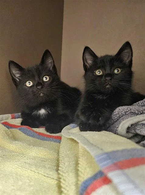 A baby medium-sized female Black & White / Tuxedo Domestic Short Hair cat named Bazooka for adoption in Clyde, NC