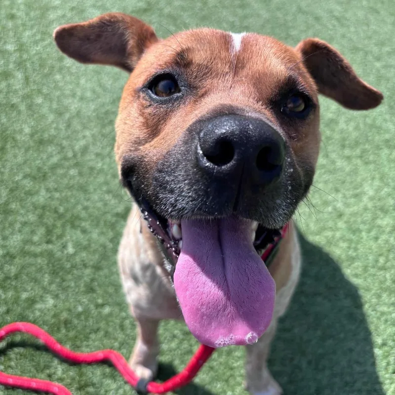 Shortstack thumbnail 2