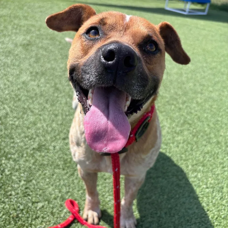 Shortstack thumbnail 3