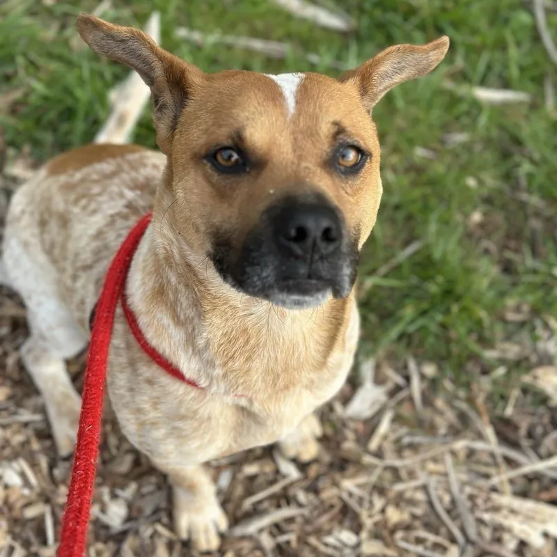 Shortstack thumbnail 4