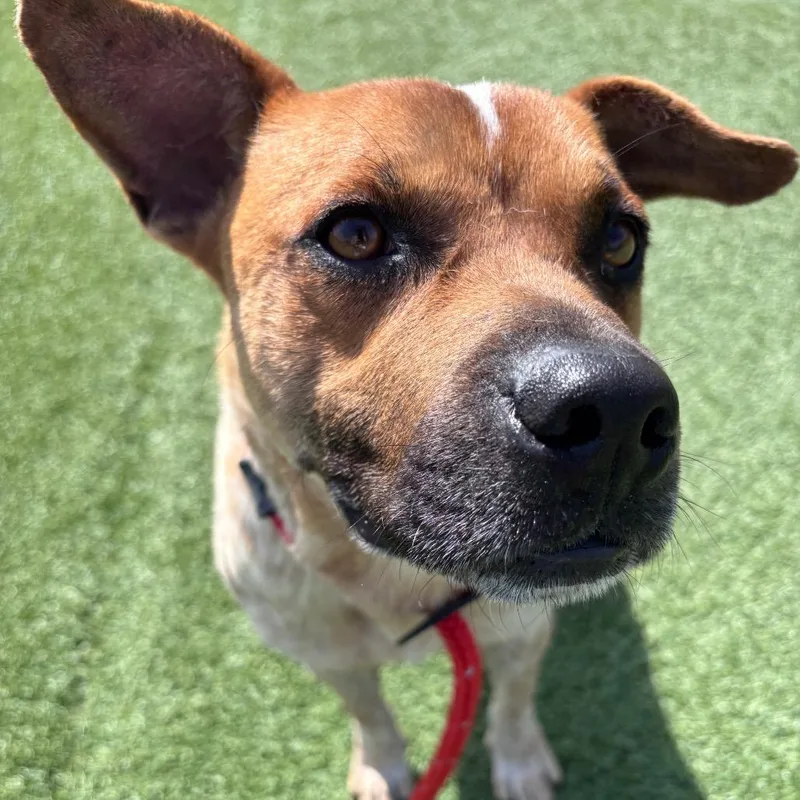 Shortstack thumbnail 6