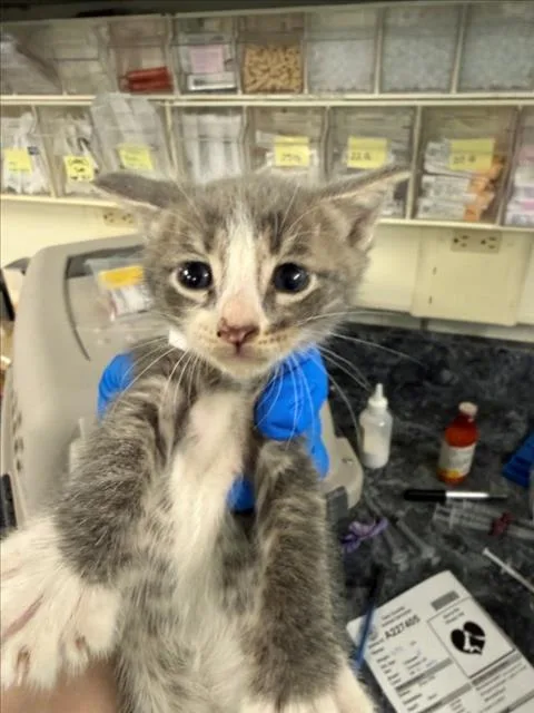 A baby small-sized male Gray / Blue / Silver Domestic Short Hair cat named Remi for adoption in Woodland, CA