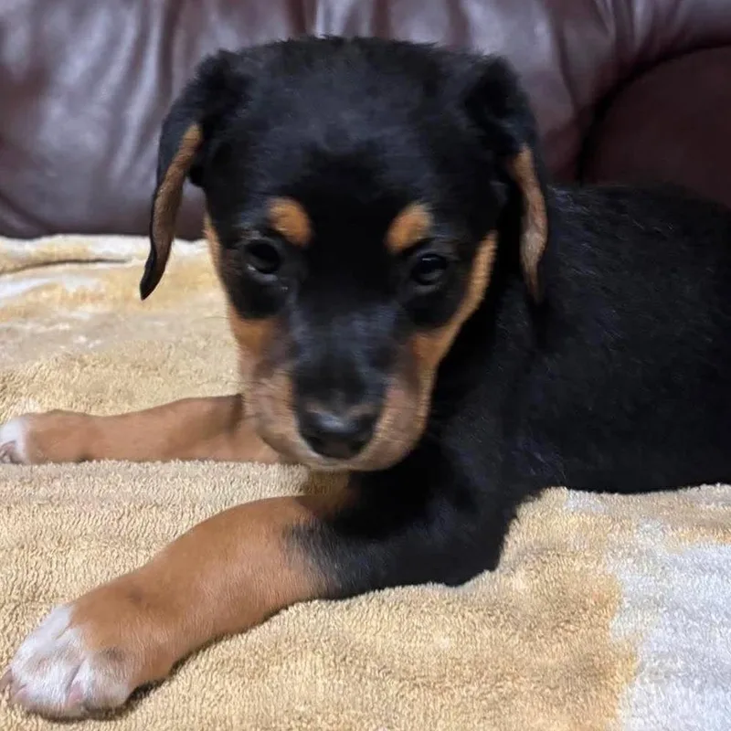 A baby small-sized female Black Beagle dog named Lucy Van Pelt for adoption in Fairfax Station, VA