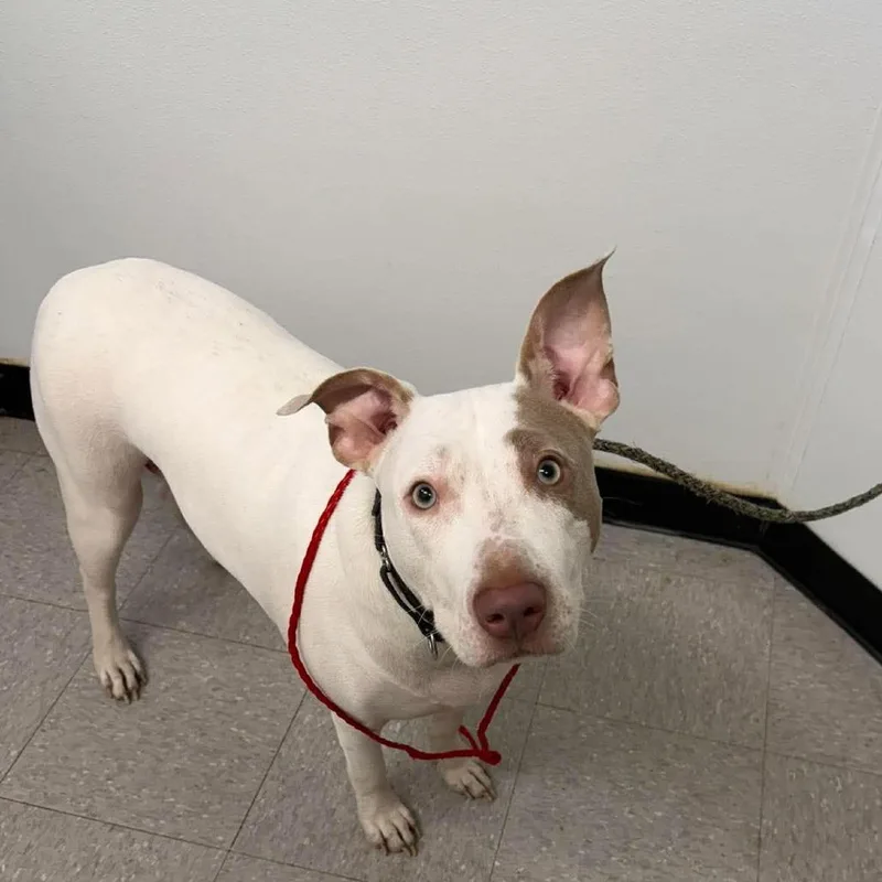 An adult large-sized female Labrador Retriever dog named Bubblegum for adoption in Bastrop, TX