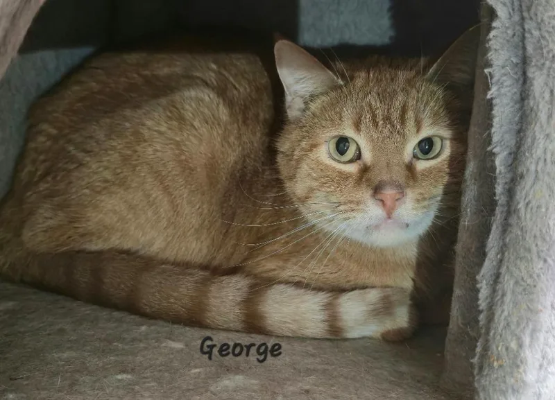 An adult medium-sized male Domestic Short Hair cat named George for adoption in Cedar Rapids, IA