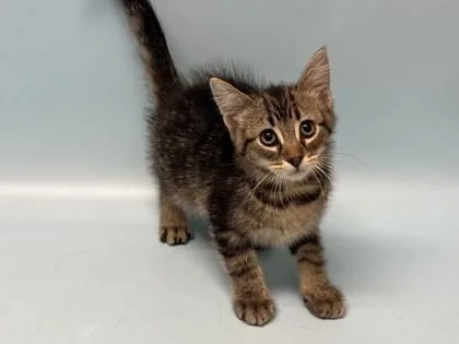 A baby small-sized male Domestic Short Hair cat named Saturn for adoption in Woodbury, MN