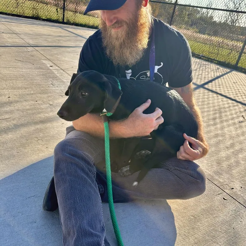 A baby small-sized female Black Mixed Breed dog named Ursula for adoption in Matteson, IL