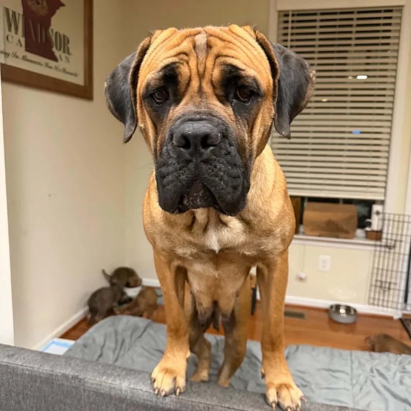 An adult large-sized female Bullmastiff dog named Mamani for adoption in manchester, PA