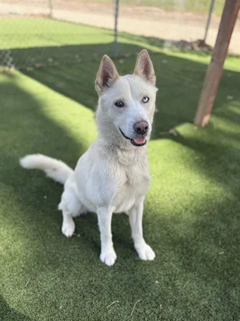 An adult large-sized male Husky dog named Frosty for adoption in Castaic, CA