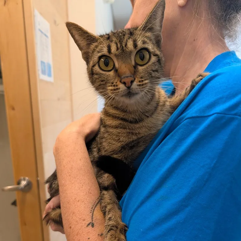 Gwencity Of Industry thumbnail 4