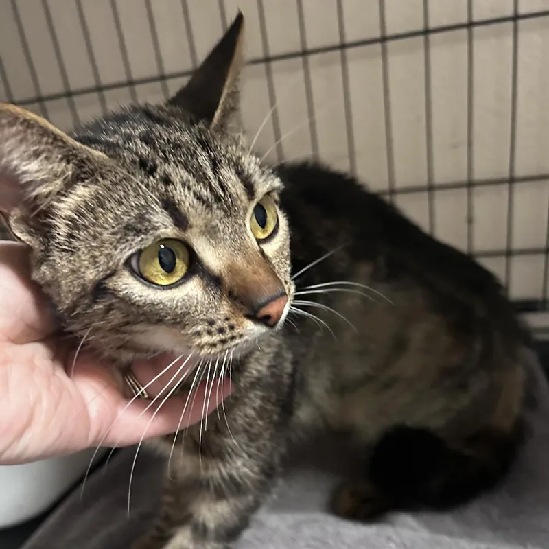 Gwencity Of Industry thumbnail 5