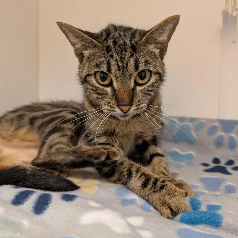 Gwencity Of Industry thumbnail 6