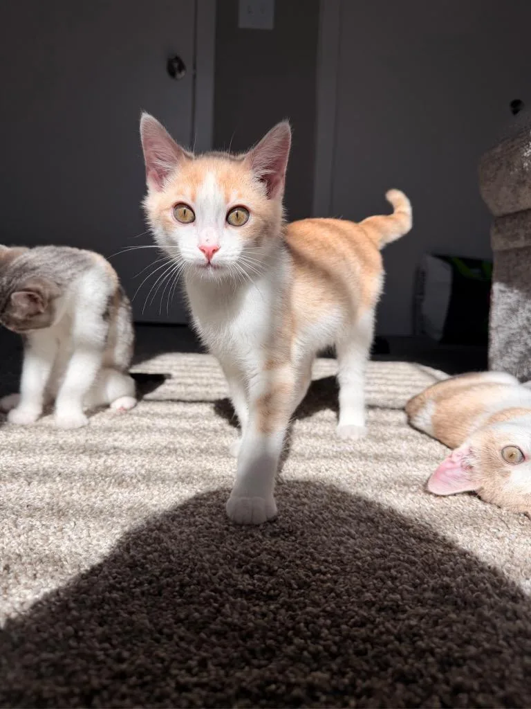 A baby medium-sized male Domestic Short Hair cat named Spooky for adoption in San Antonio, TX