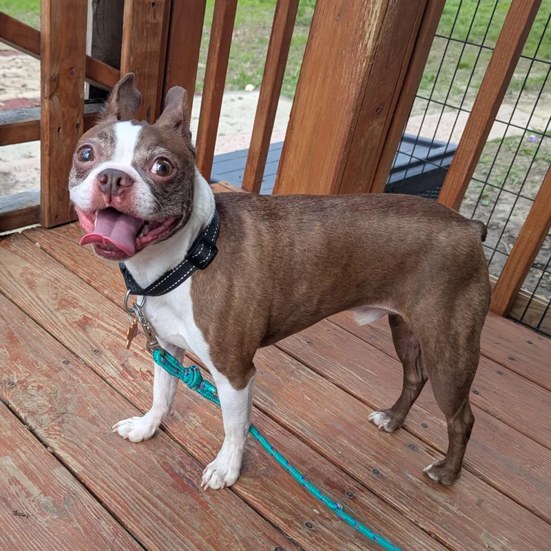 An adult small-sized male Brown / Chocolate Boston Terrier dog named Bugs for adoption in Normal, IL