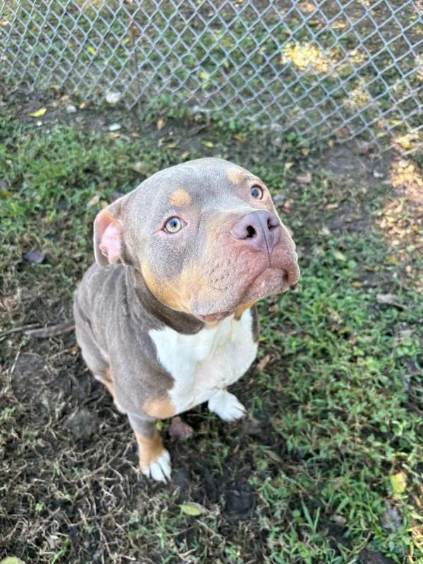 An adult medium-sized male Pit Bull Terrier dog named Lotus for adoption in Virginia Beach, VA