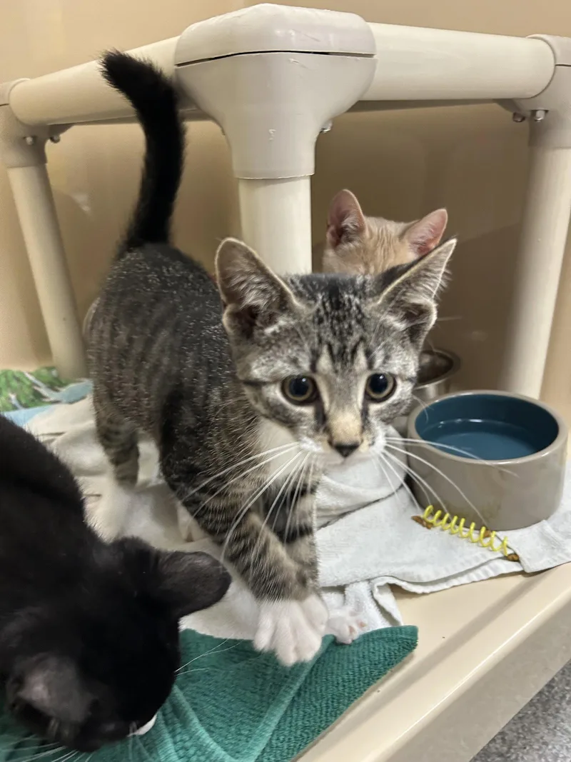 A young medium-sized female Domestic Short Hair cat named Beyonce for adoption in Lancaster, PA