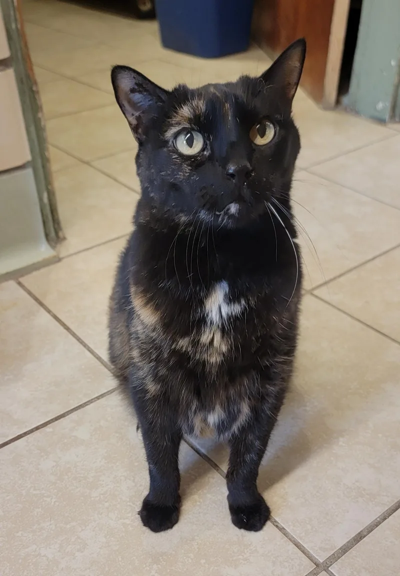 A senior medium-sized female Calico Calico cat named Jinxi for adoption in Pueblo, CO