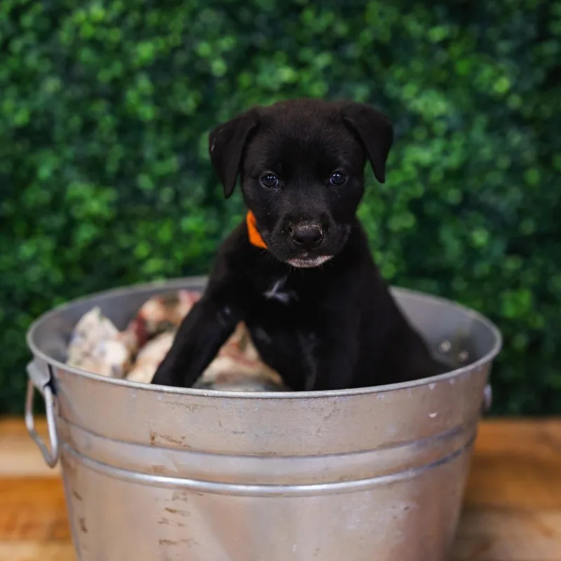 A baby small-sized male Black Pit Bull Terrier dog named Tulum for adoption in East Saint Louis, IL