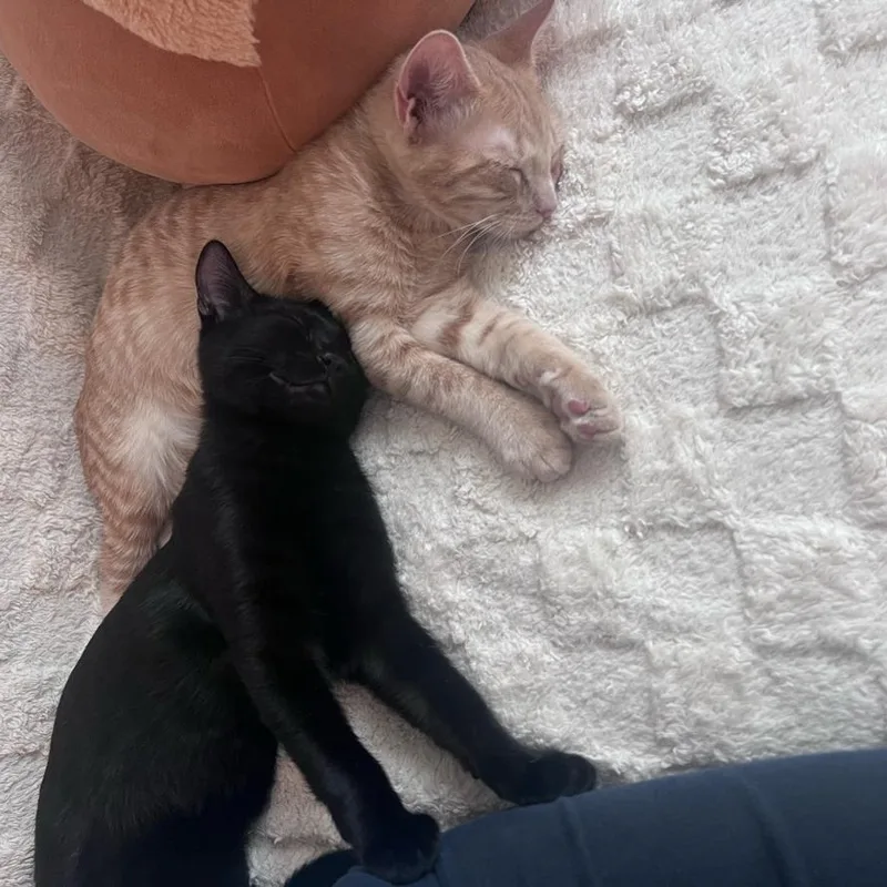 A baby medium-sized male Black Domestic Short Hair cat named Lamb Chop for adoption in Davis, CA