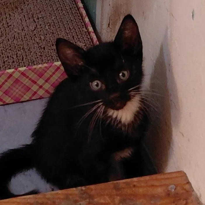 A baby small-sized male Black Domestic Short Hair cat named Cider for adoption in Willows, CA