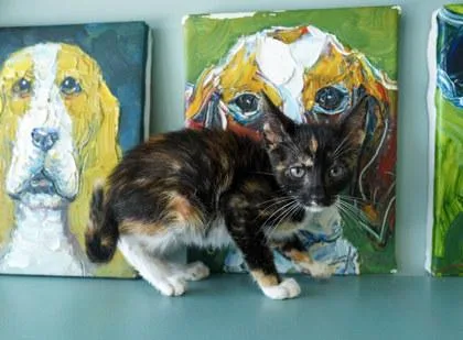 A baby small-sized female Domestic Short Hair cat named Peaches for adoption in San Antonio, TX