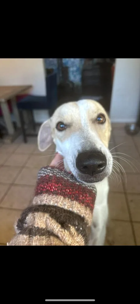 Lady Lisa thumbnail 2