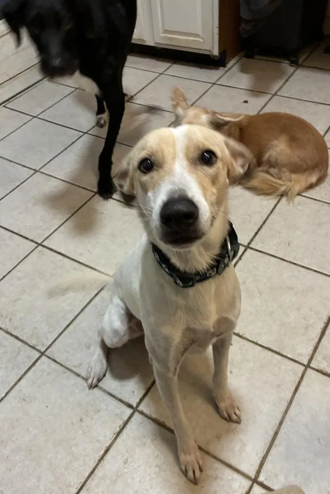 Lady Lisa thumbnail 3