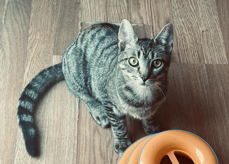 A young medium-sized male Tabby (Brown / Chocolate) Tabby cat named Hank for adoption in Dayville, CT