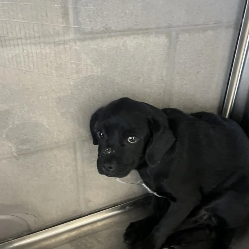 An adult medium-sized male Black Terrier dog named Buddy for adoption in Yuma, AZ