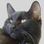 A senior medium-sized male Black Domestic Short Hair cat named PeraComes with Vet Care for adoption in Green Valley, AZ