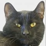 PeraComes with Vet Care thumbnail 2