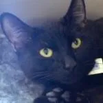 PeraComes with Vet Care thumbnail 3