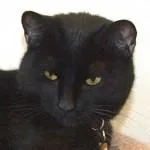PeraComes with Vet Care thumbnail 4