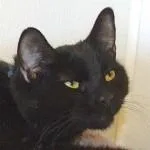 PeraComes with Vet Care thumbnail 5
