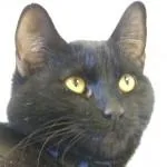 PeraComes with Vet Care thumbnail 6