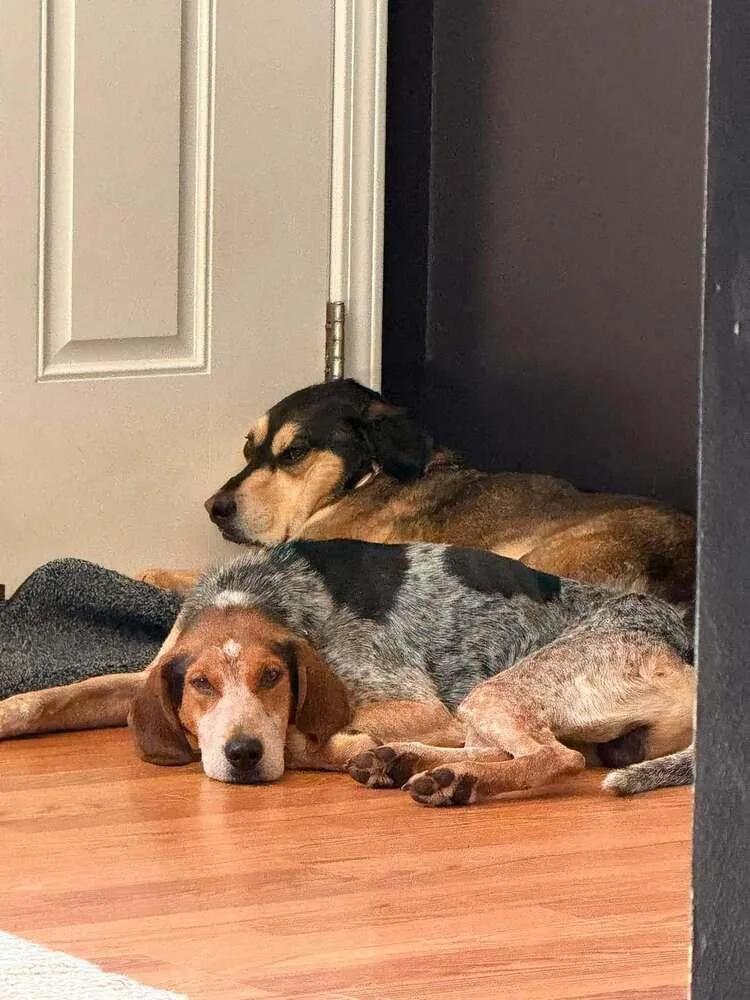 A senior medium-sized male Hound dog named Don Juan for adoption in Pottstown, PA