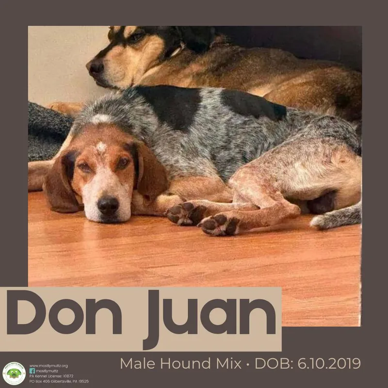 Don Juan thumbnail 4