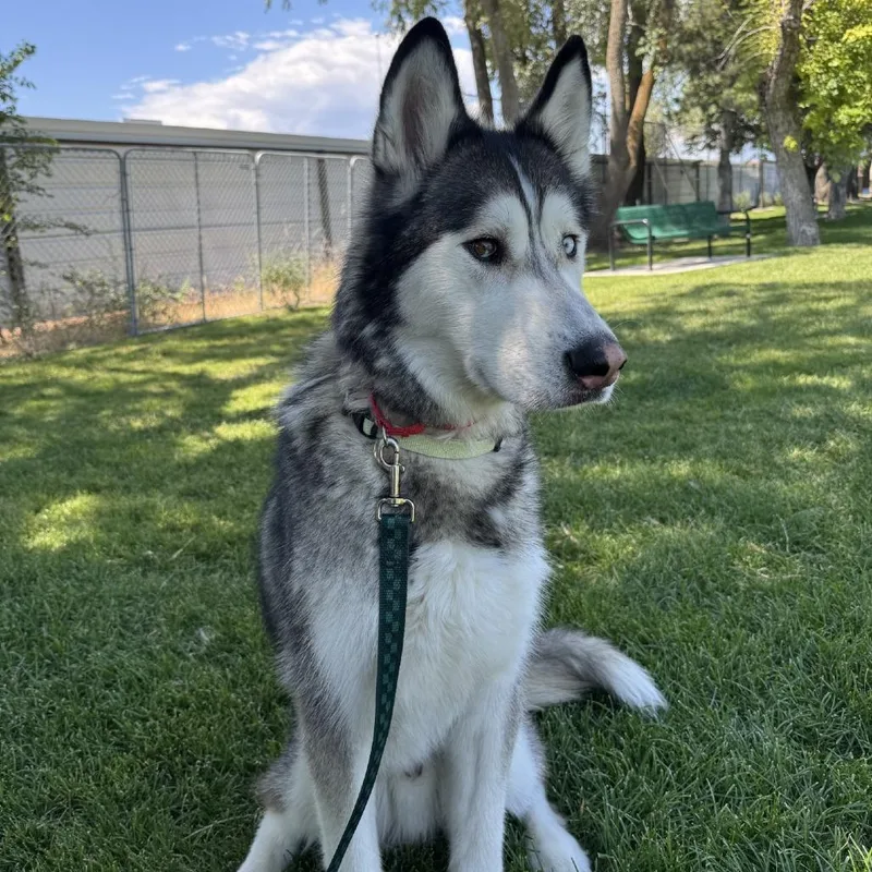 An adult large-sized male White / Cream Husky dog named Kylo for adoption in Murray, UT