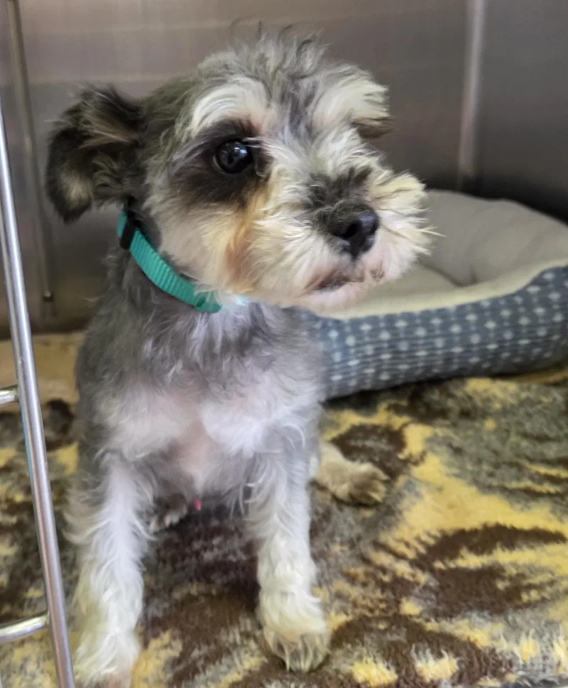 An adult small-sized male Gray / Blue / Silver Miniature Schnauzer dog named Champ for adoption in Lexington, MI