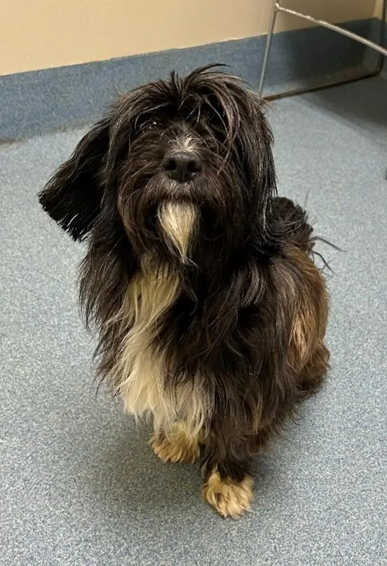An adult small-sized male Terrier dog named Rigby for adoption in Suffolk, VA