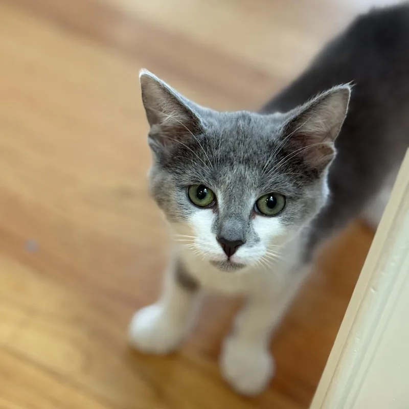 A baby small-sized female Gray / Blue / Silver Domestic Short Hair cat named Bobby for adoption in Durham, NC