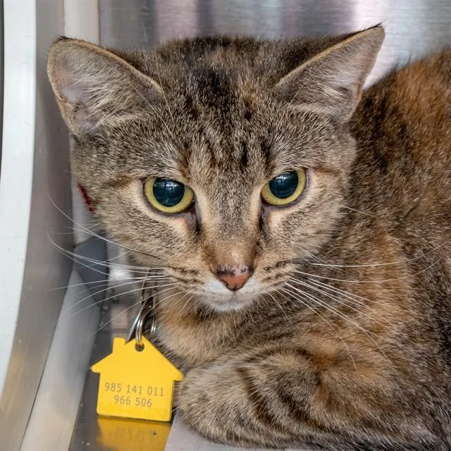 A young small-sized female Domestic Short Hair cat named Kyra for adoption in St. Louis, MO