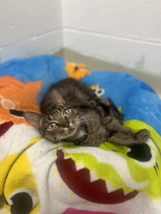 An adult medium-sized male Tabby (Tiger Striped) Domestic Short Hair cat named Pablo for adoption in Colonial Heights, VA