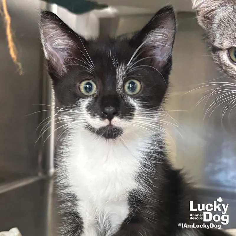 A baby medium-sized female Black & White / Tuxedo Domestic Short Hair cat named Blackberry for adoption in Washington, DC