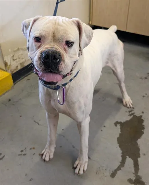 An adult large-sized male Boxer dog named Bruno for adoption in Camarillo, CA