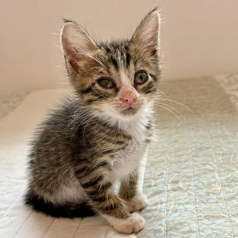 A baby small-sized male Brown / Chocolate Domestic Short Hair cat named Noah for adoption in Vieques, PR